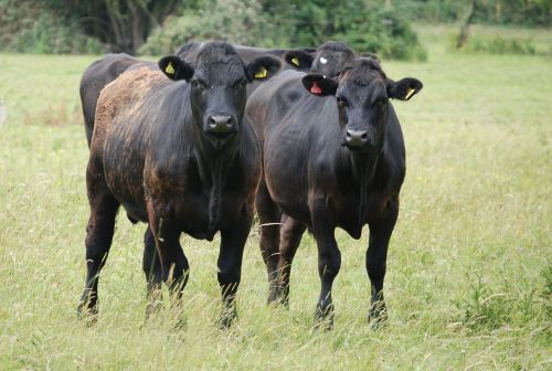 cattle beef farm animal