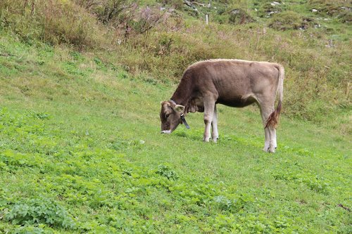 cattle  austria  mountain cattle