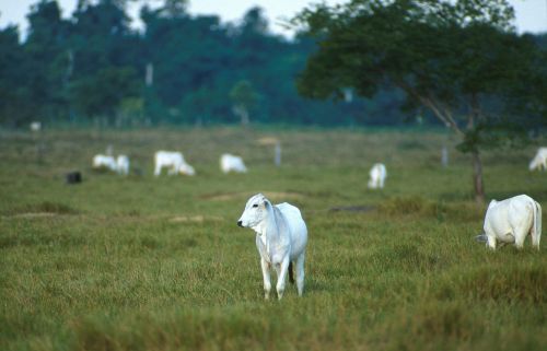 cattle beef nelore