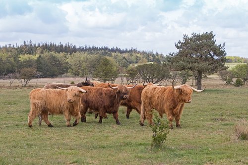 cattle  scottish  highland cattle
