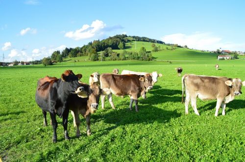 cattle allgäu green