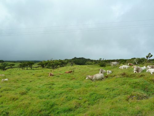 cattle cows landscape