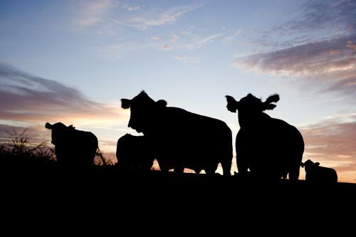 cattle grazing silhouettes