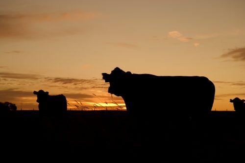cattle grazing silhouettes