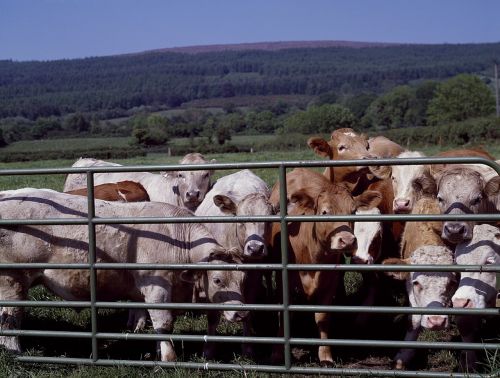 cattle gate ranch