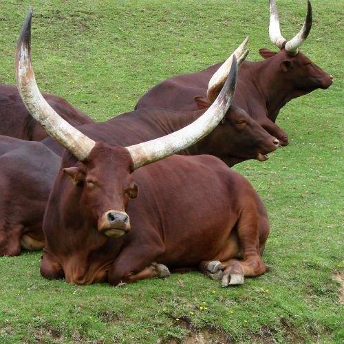 cattle ankole watusi bovine