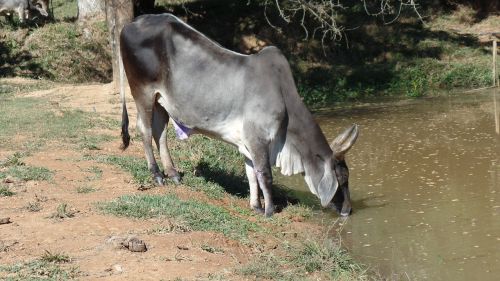 cattle veal farm