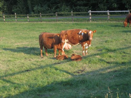 cattle cows calf