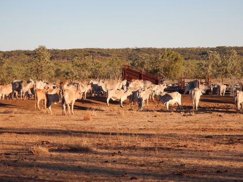 cattle bush outback