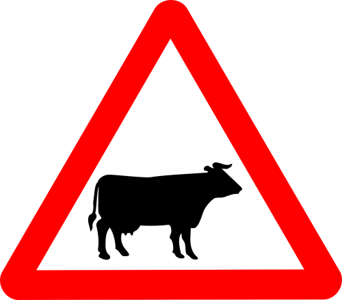 cattle crossing signs cattle