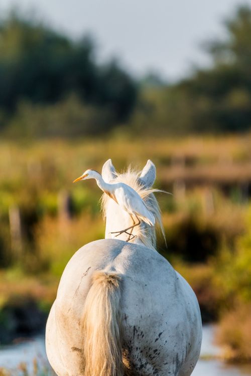 cattle egret white horse move