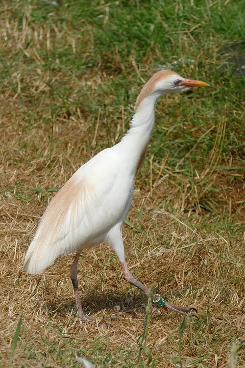 cattle egret  ardeola ibis  ibis