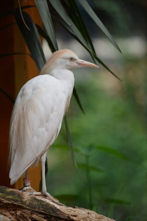 Cattle Egret