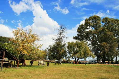 Cattle Grazing And Trees