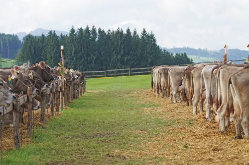 cattle show customs appenzellerland