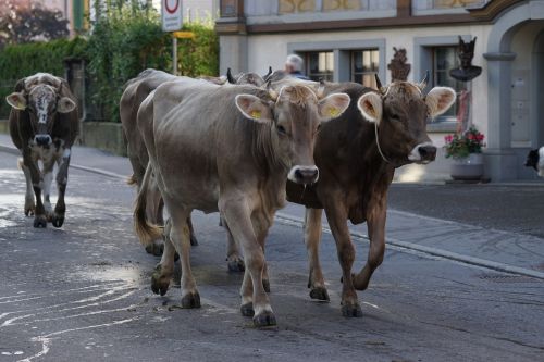 cattle show appenzell village