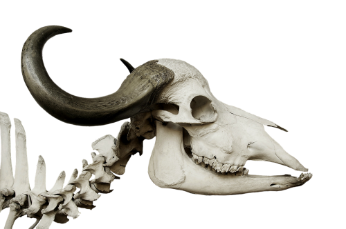 cattle skull skull african buffalo