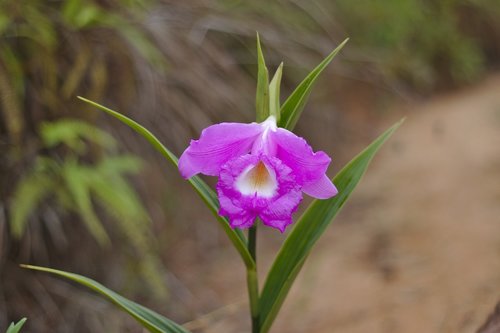 cattleya  flower  flora
