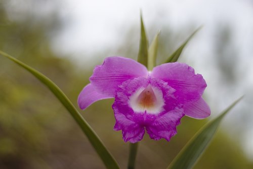 cattleya  flower  flora