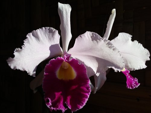 cattleya  orchid  flower