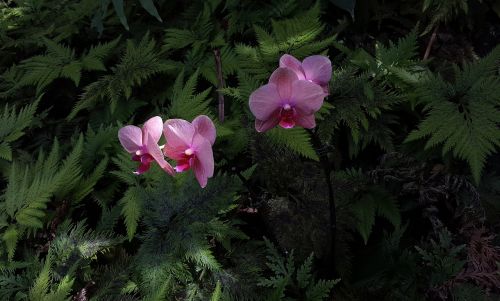 cattleya orchids pink white