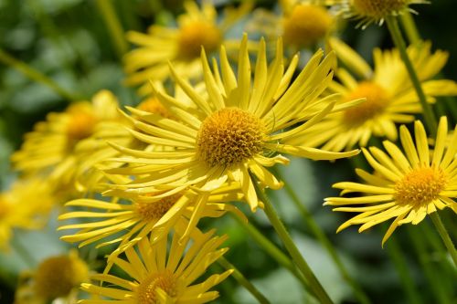 caucasus gemswurz gämswurz flower