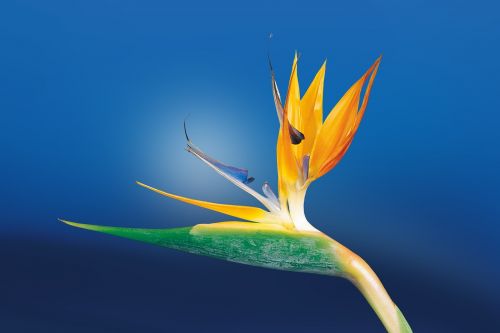 caudata strelitzia bird of paradise flower