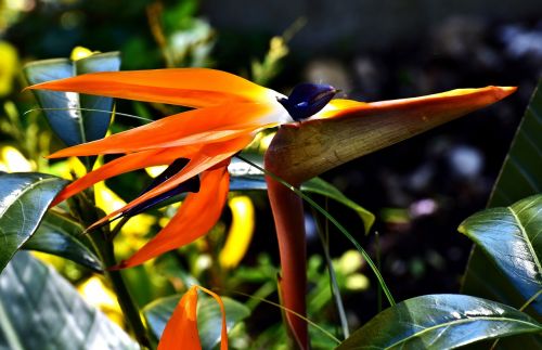 caudata flower bird of paradise flower