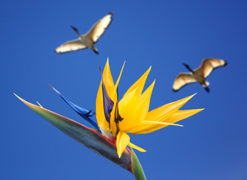 caudata flower bird of paradise flower