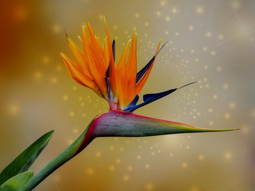 caudata  strelitzia  bird of paradise flower