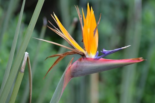 caudata  flower  bird of paradise flower