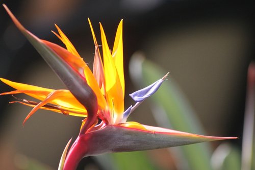 caudata  bird of paradise flower  exotic