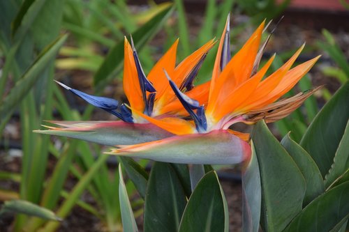 caudata  plant  flower