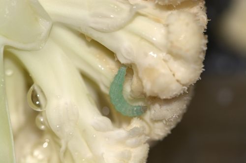 cauliflower pest cabbage caterpillar weissling