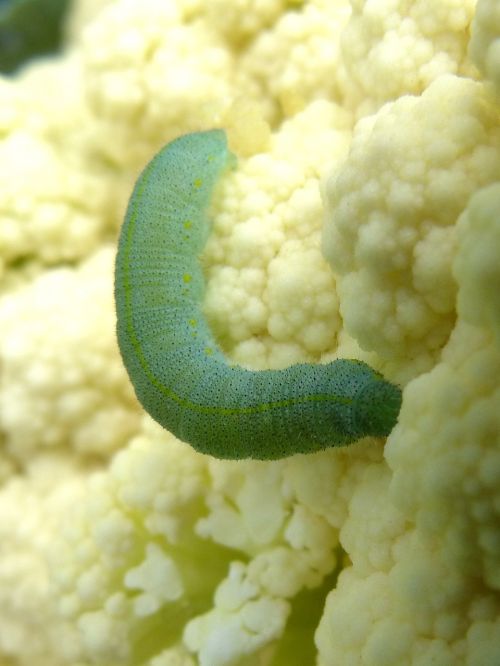 cauliflower caterpillar pieris rapae