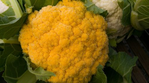 cauliflower yellow white vegetables