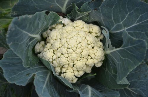 cauliflower vegetable eat