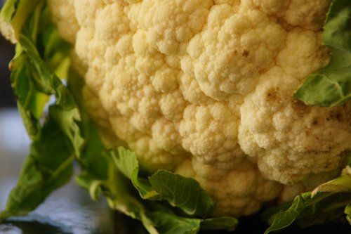 cauliflower  vegetable  garden