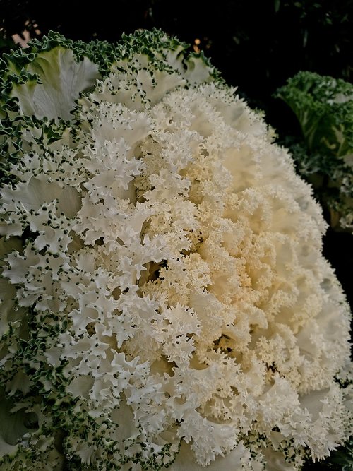 cauliflower  green  white