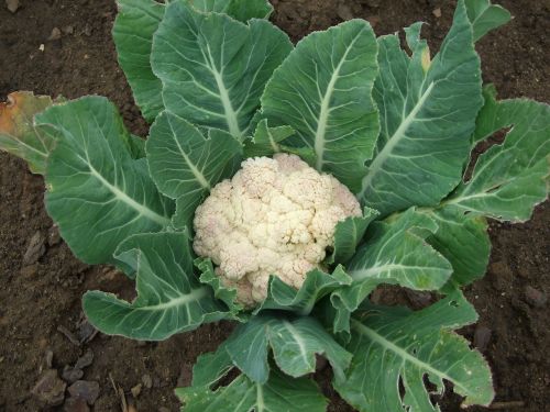 cauliflower vegetables