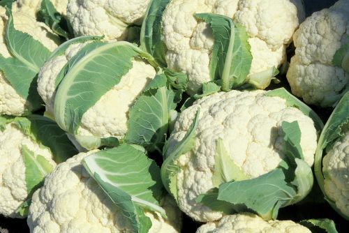 cauliflower heads agriculture