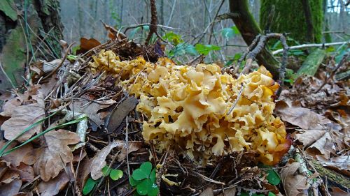 cauliflower mushroom mushroom edible