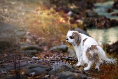 cavalier king charles