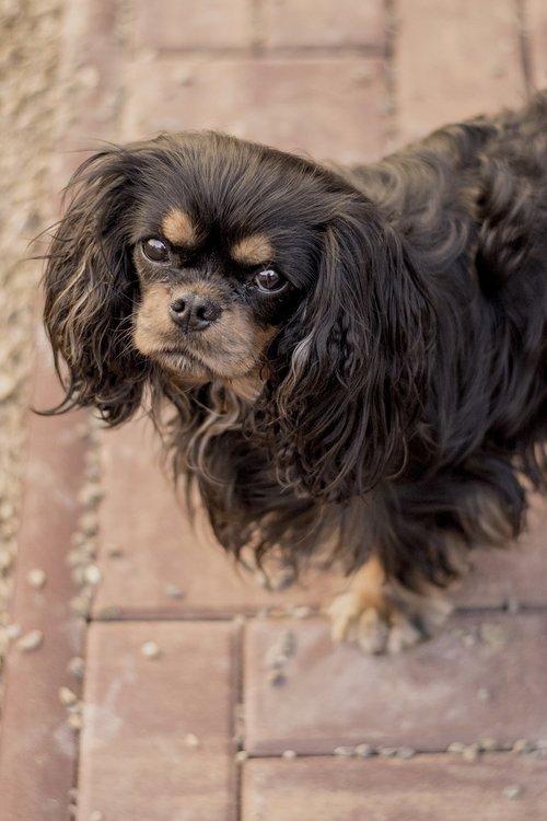 cavalier  dog