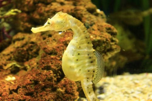 seahorse mollusk fish