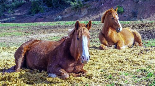 cavalry mammalia animalia