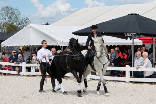 cavalry horse sport