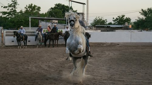 cavalry  horse  mammalia