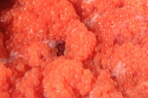 caviar red caviar kuriles