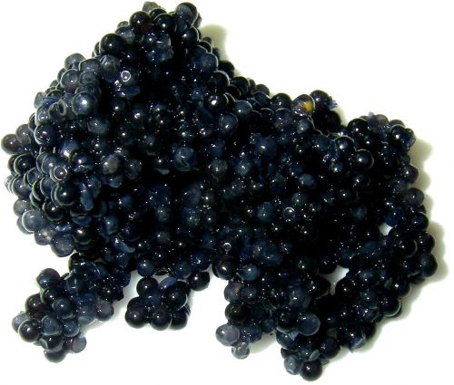 caviar spawn interference
